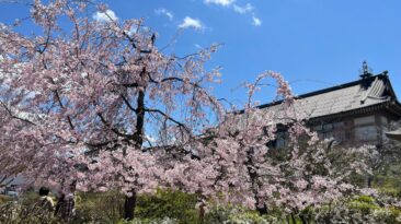 Chasing Cherry Blossoms from Tokyo to Nagano