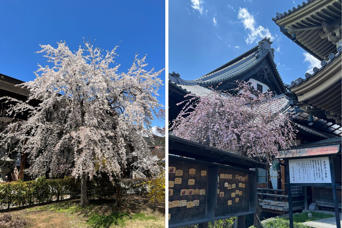 Cherry blossoms at Zenkōji Temple