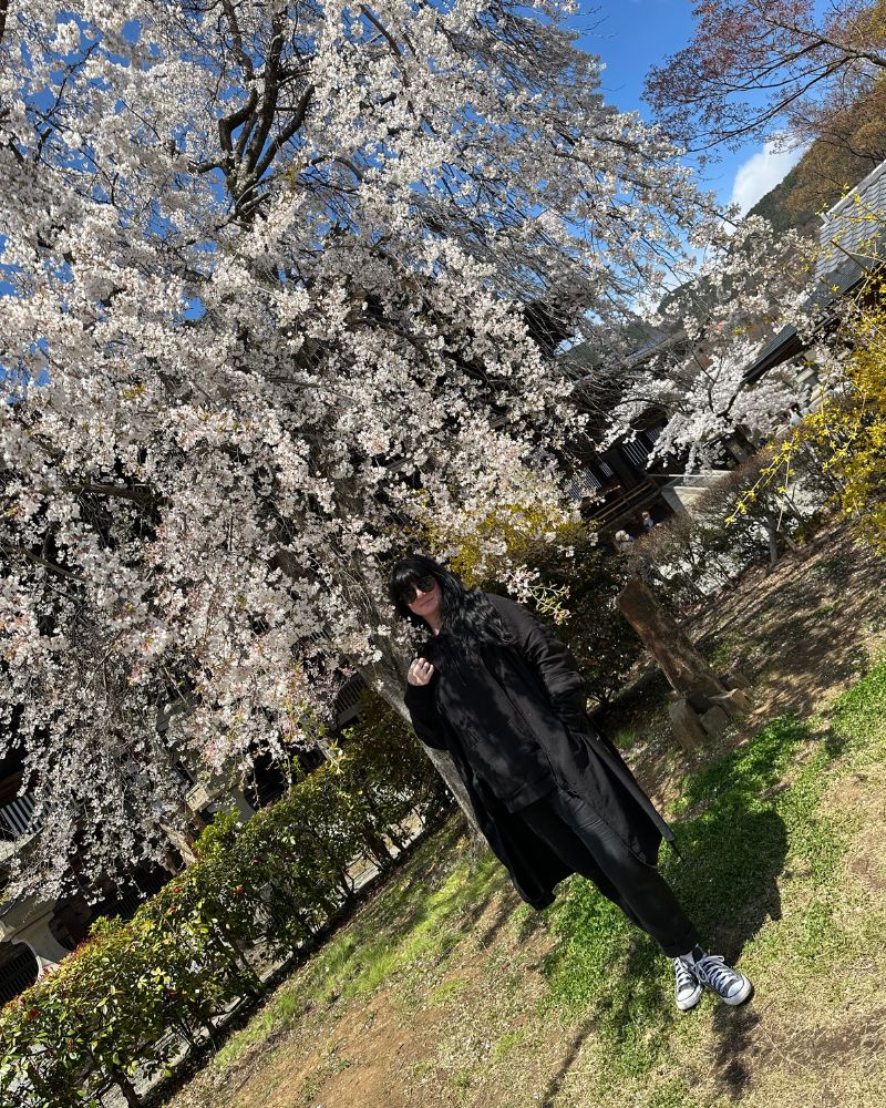 Cherry blossoms at Zenkōji Temple