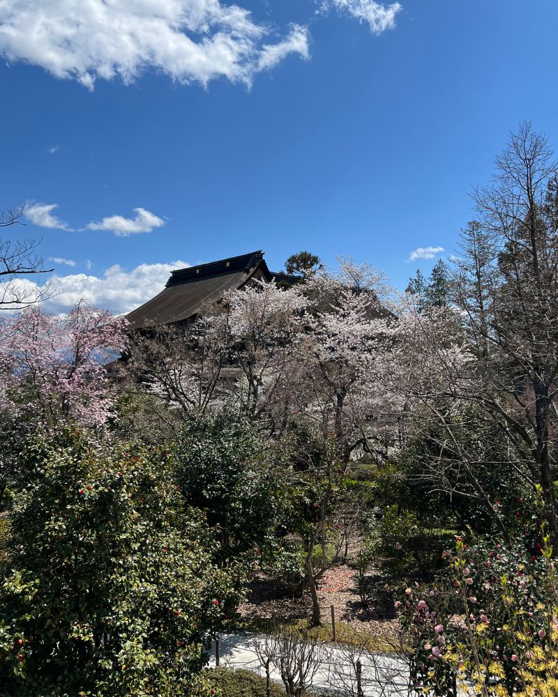Cherry blossoms at Zenkōji Temple